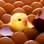 ¡Cambio! ¿Cómo? ¿Dónde el huevo, cuándo la gallina?